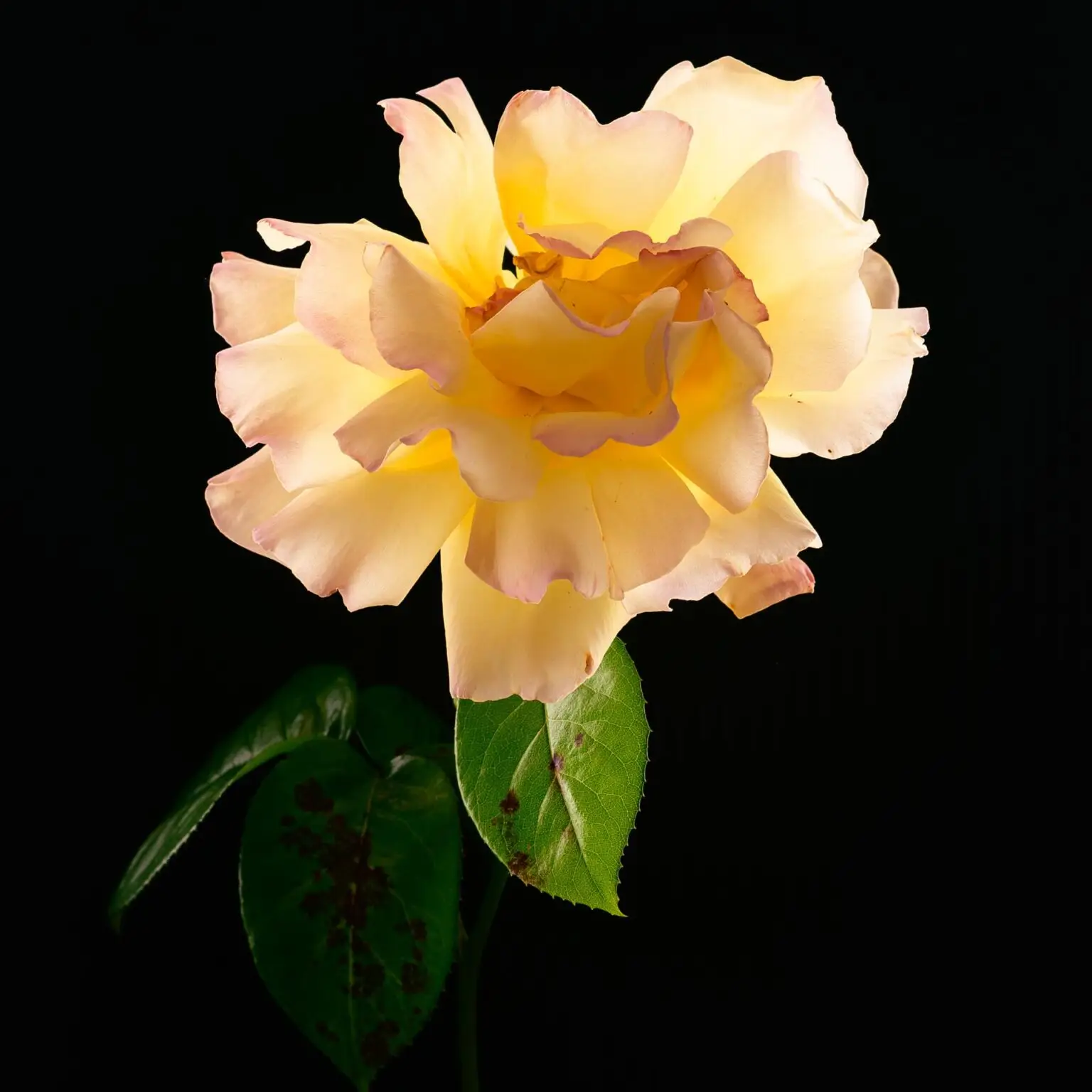 white rose by Gabriel Taschereau